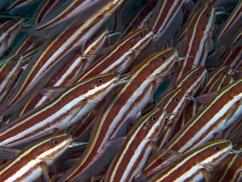 Catfish, Sabang Wreck